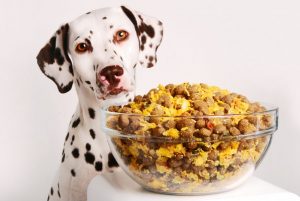 Comida-para-Cães