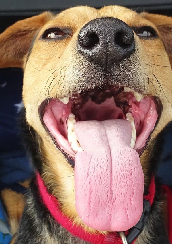 mau hálito do cachorro