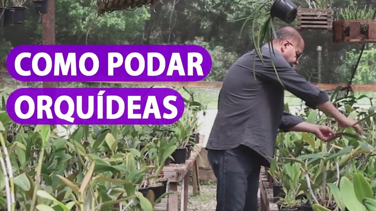 como_cultivar_orquideas