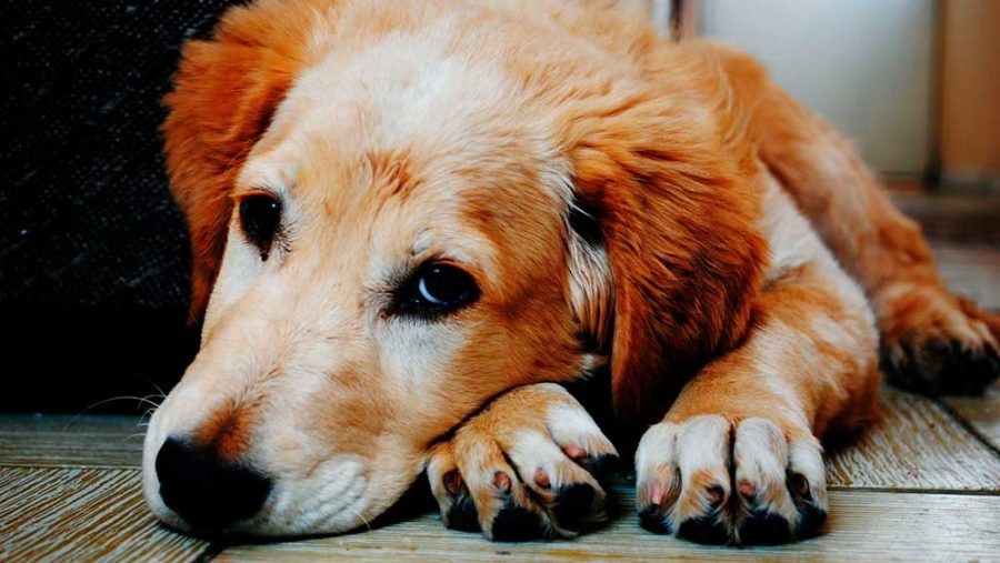 Dermatite canina