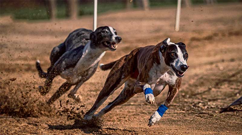 Como apostar em corridas de galgos - Guia para iniciantes
