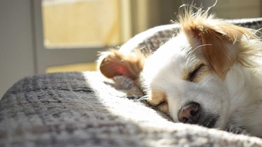 como tirar pelos dos pets da casa